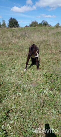 Тёлочка домашняя 7 месяцев