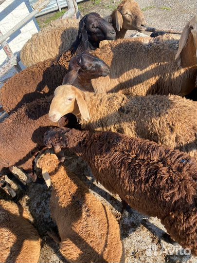 Овцы бараны