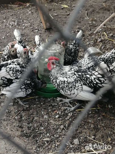 Петух сибрайт