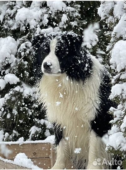 Бордер колли