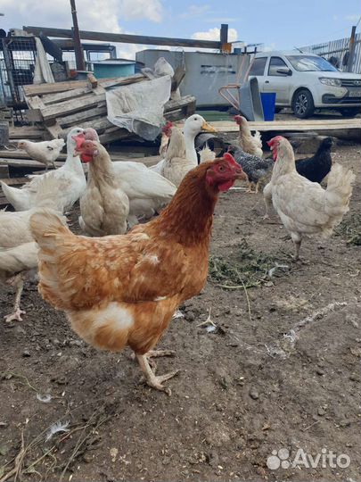 Милашки курочки