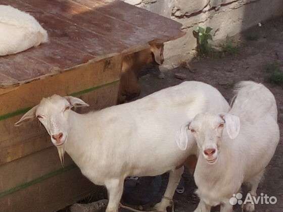 Козы дойные и козлята