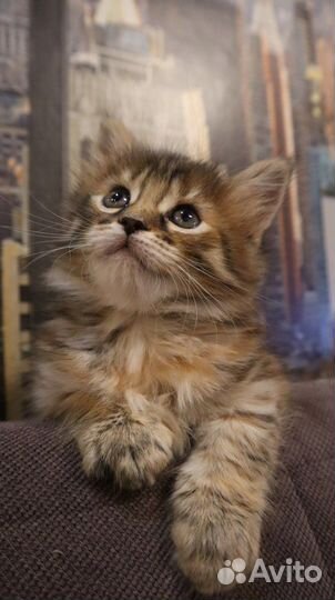 Котята мейн-кун