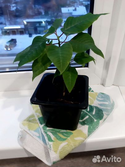 Укорененные отростки пуансетии