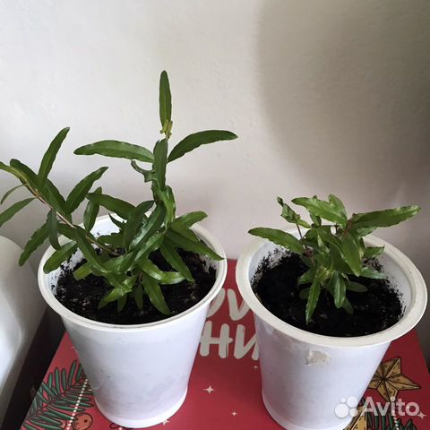 Гранат комнатный карликовый Бейби