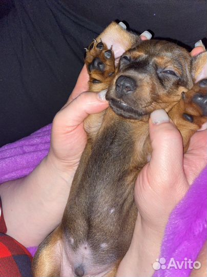 Щенки мини таксы