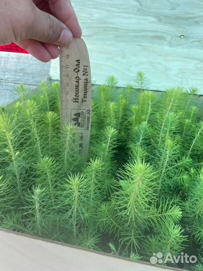 Сеянцы сосны обыкновенной зкс