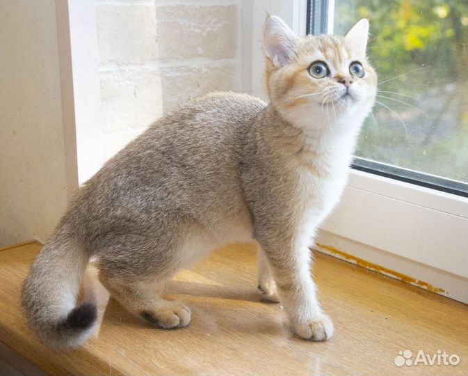 Британский золотой котенок