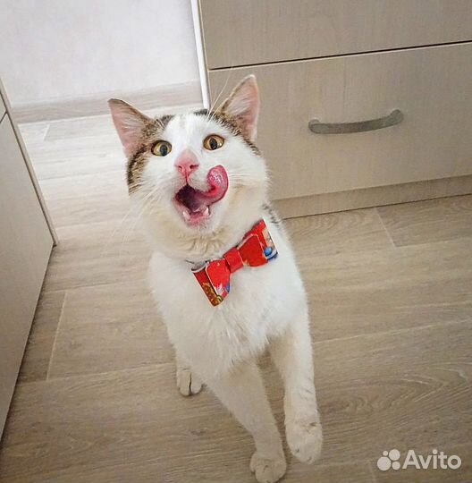 Луис (котик в добрые руки)