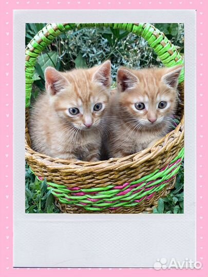 Рыжие котята