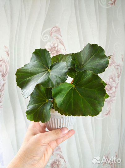 Комнатные растения