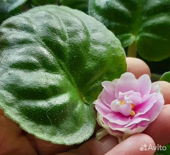 Фиалка ек - Озеро лотосов