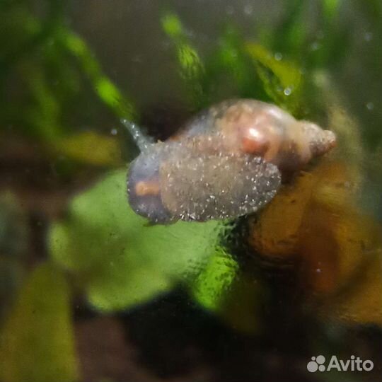 Улитка покемон