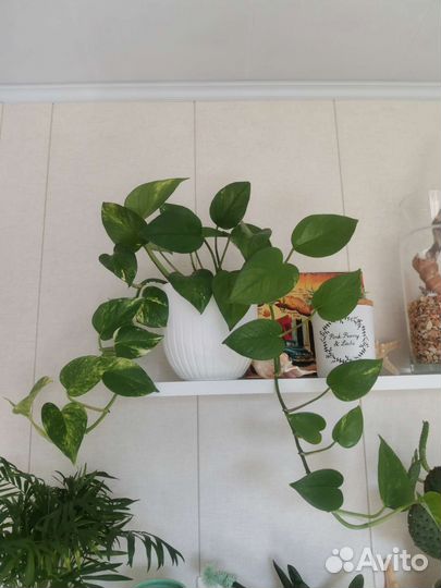 Сциндапсус и Сингониум