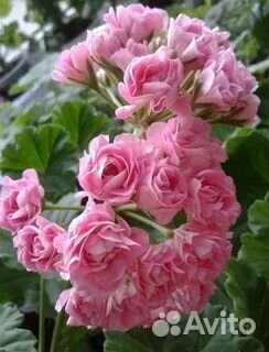 Сортовые пеларгонии, герани