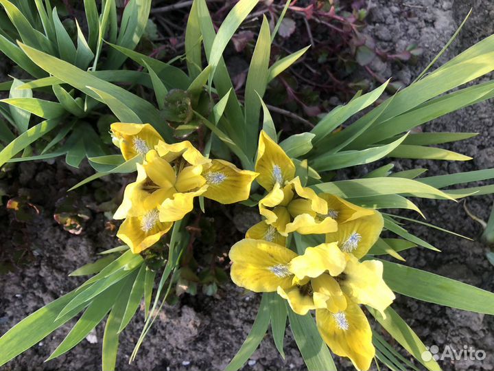 Ирисы карликовые 20см и 30см