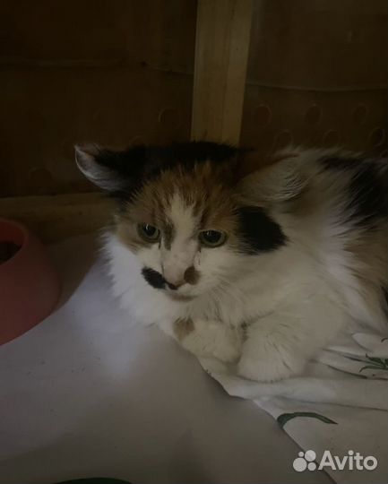 Кошку сдали в приют