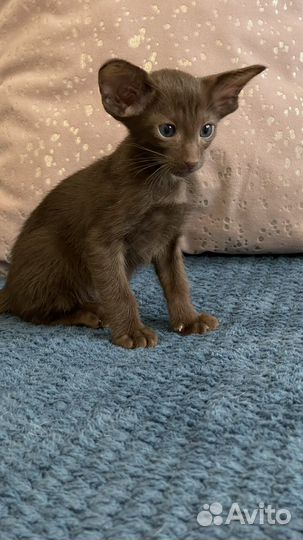 Ориентальные котята