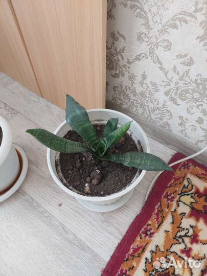 Сансевиерия