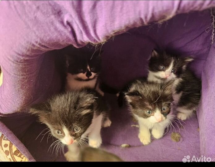 Кошки в добрые руки бесплатно