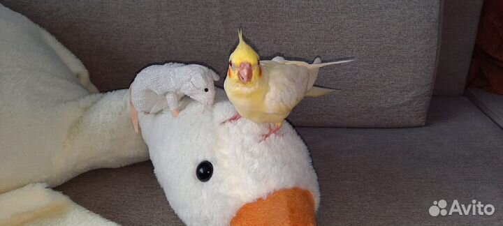 Ручные птенцы попугая корелла