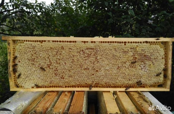 2023 года Мед из Алтая опт