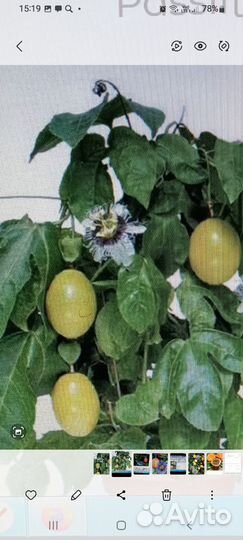 Гранадилла семена и саженцы