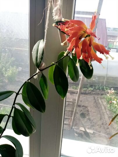 Комнатные цветы