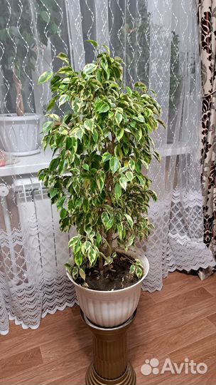 Фикус бенджамина