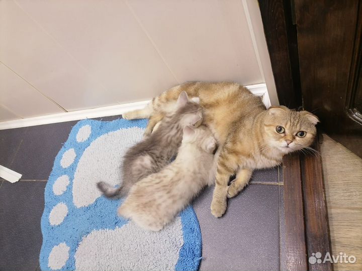 Отдам 2 котят