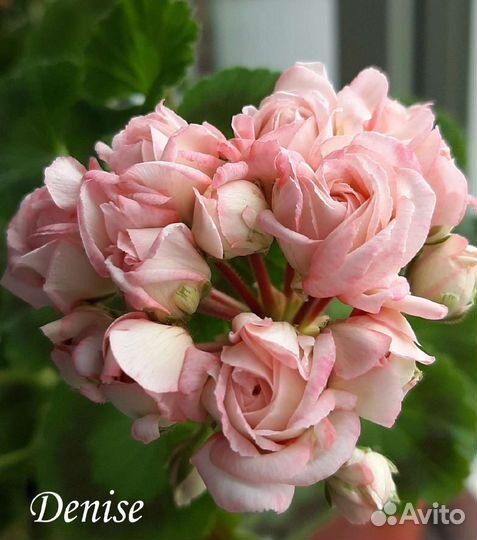 Пеларгония герань сортовая