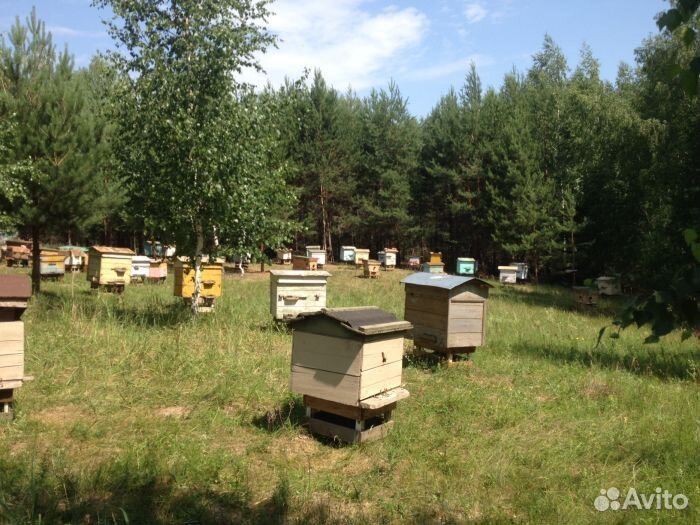 Продам пчелосемьи