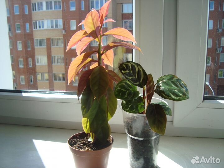 Монстеры, эпипремнум, сциндапсус