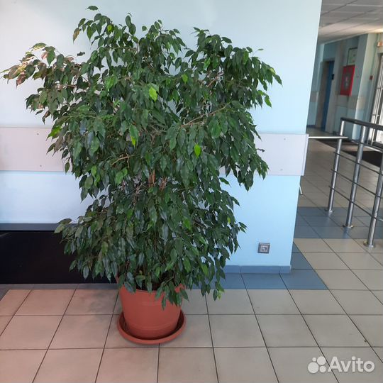 Комнатные растения цветы большие