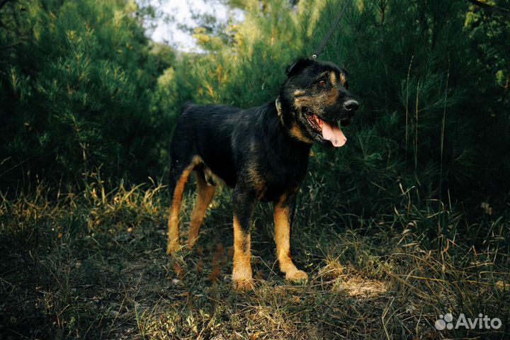 Собаки бесплатно в добрые руки