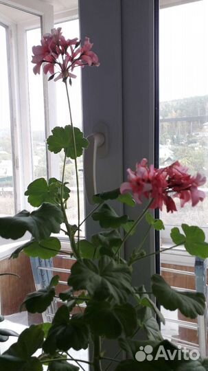 Герани (пеларгонии)