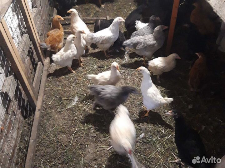 Домашняя птица