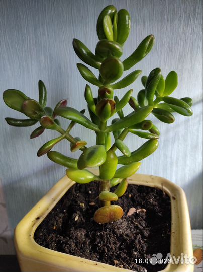 Суккуленты, (денежные деревья и т. д)