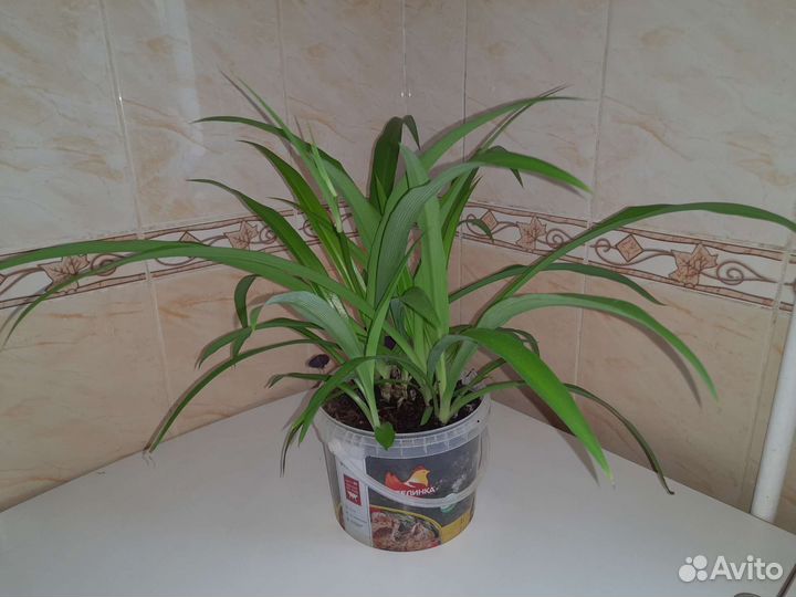 Хлорофитум