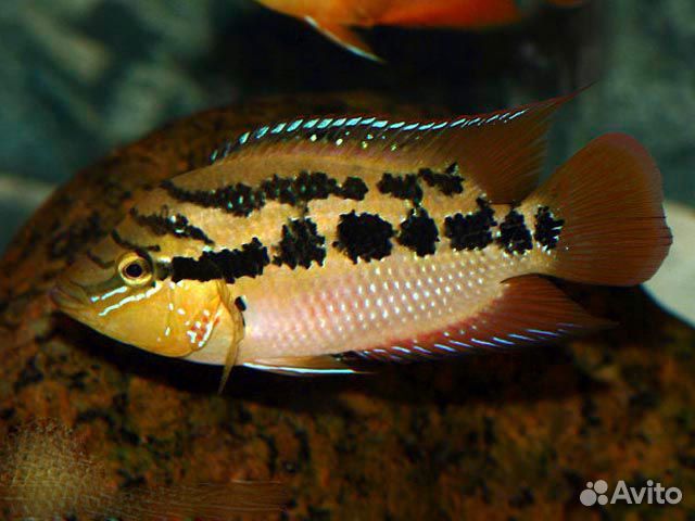 Анциструс звёздчатый. Грунт для аквариума