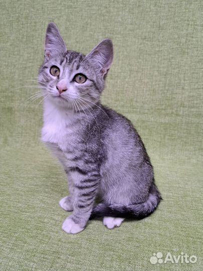 Кошка в дар бесплатно