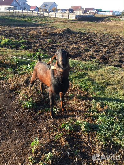 Козел для вязки
