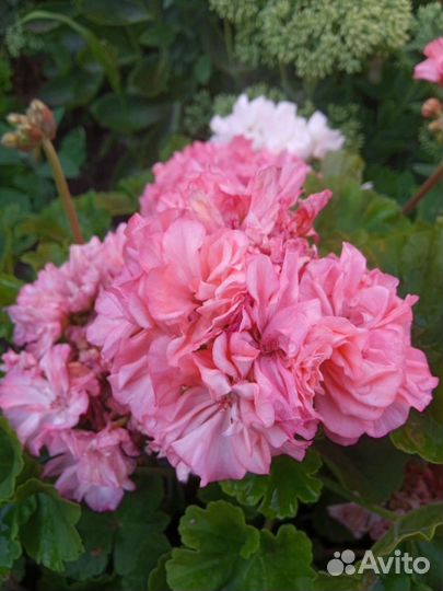 Пеларгония гераньтюльпановидная