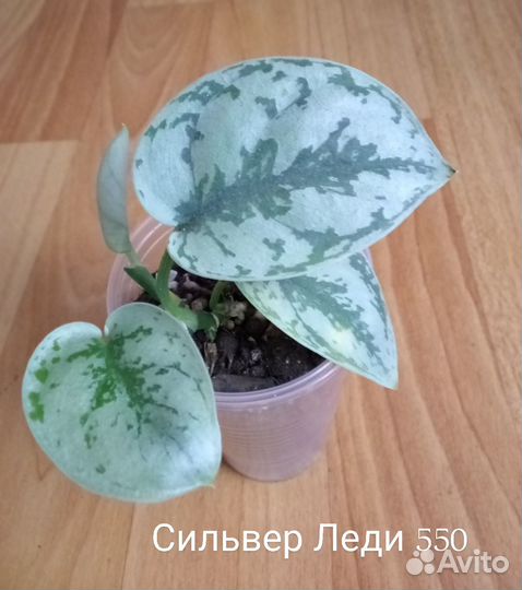 Сциндапсусы, эпипремнумы