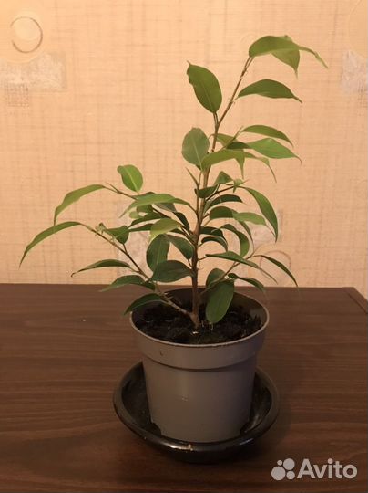Фикус бенджамина