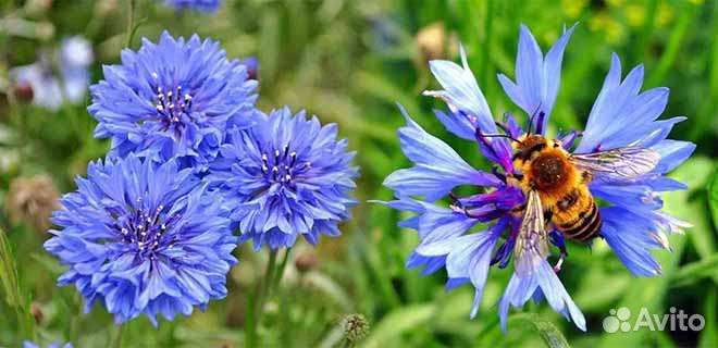 Мед горный-таёжный