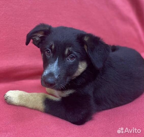 Щенок Зайка в дар. До четверга