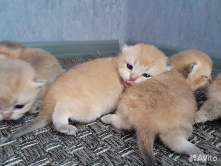Золотое счастье в ваш дом