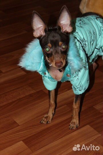 Костюм для собаки
