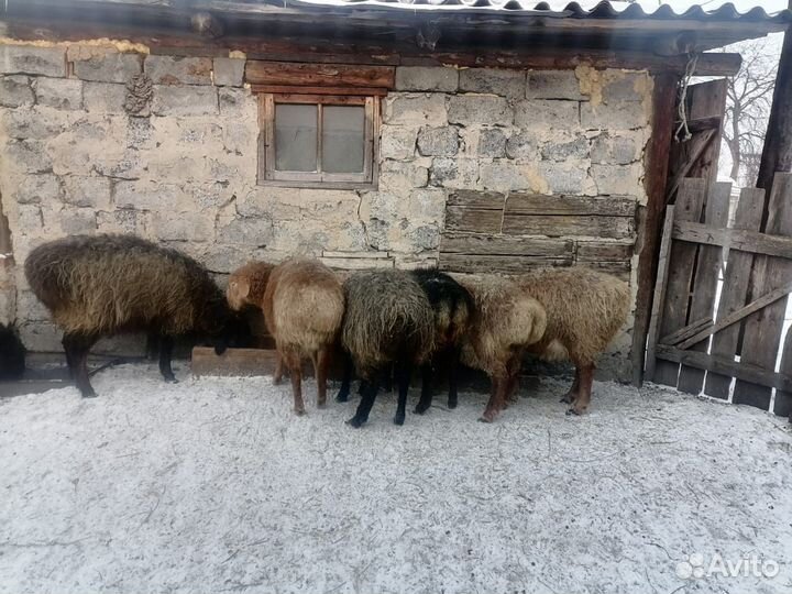 Эдельбаевские овцы
